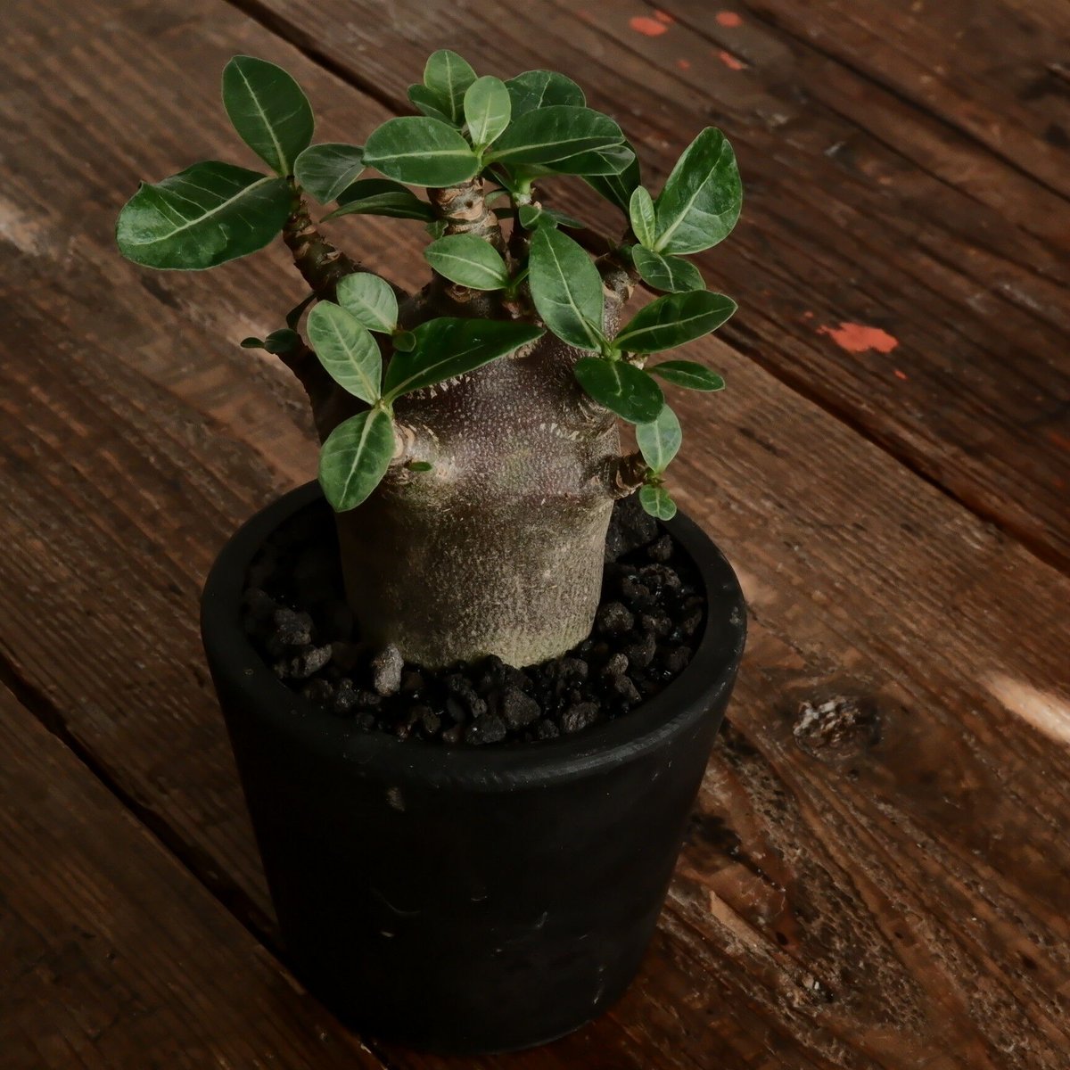 小人》アデニウム アラビカム 