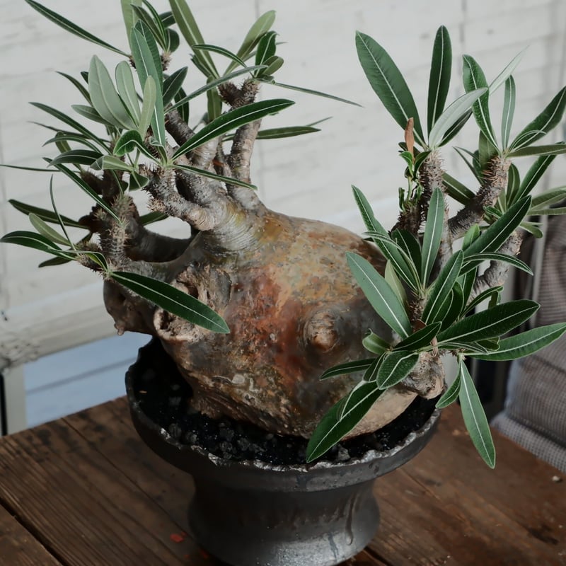 特大SP株 》グラキリス φ22cm［No.22］ × 松野然 作「 ZEN 」8号鉢