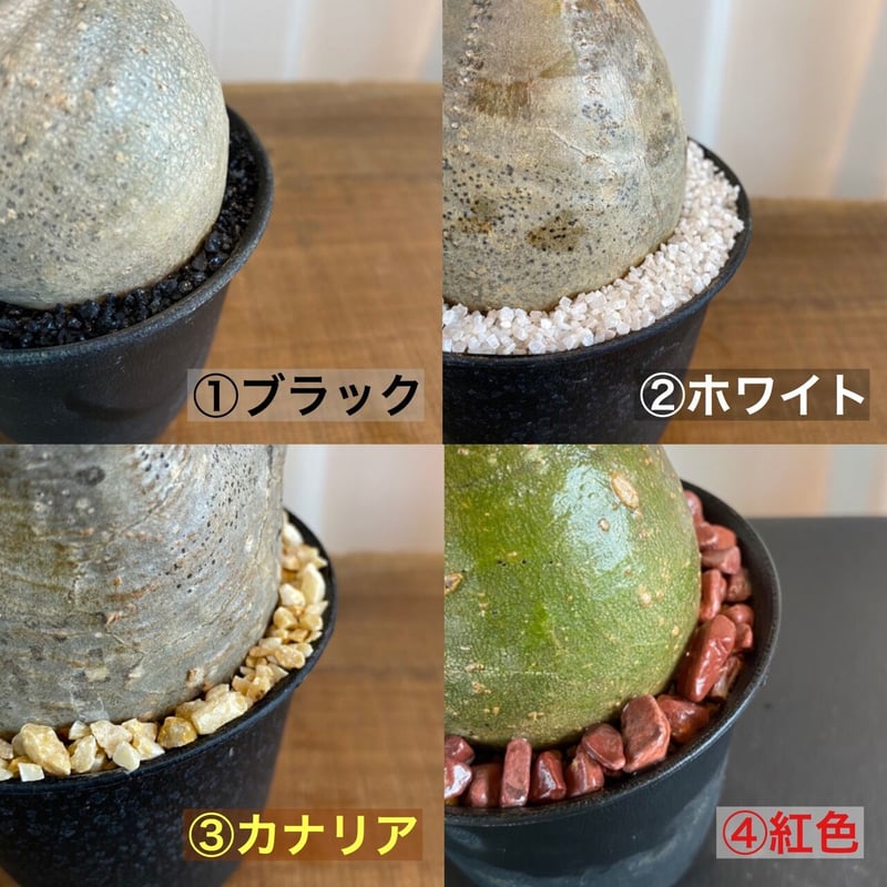 ぽてっと緑肌【グラキリス 小-中ぶり 発根済 2020年8月輸入 現地株】BH