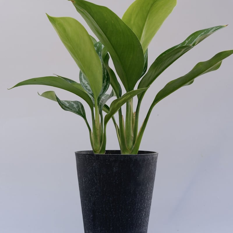 アグラオネマ ニティドゥーム カーティシー Aglaonema nitidum Curtisi