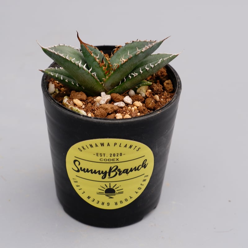 アガベ オテロイ 実生株 Agave oteroi seeding 064 | Sunny