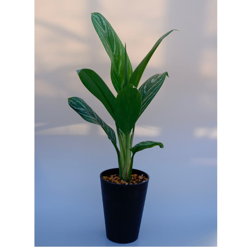 アグラオネマ リリアン Aglaonema 001 | Sunny Branch