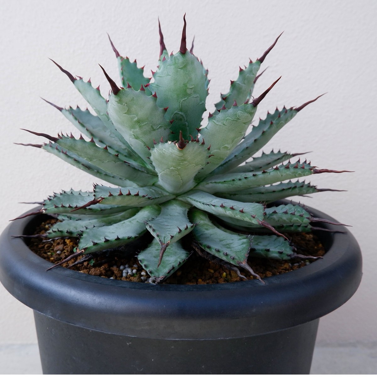 台湾Agave 曲刺八雷（八荒殿×雷神 Agave macroacantha × potato