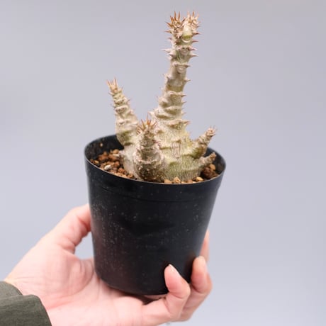 パキポディウムウィンゾリー | STORES