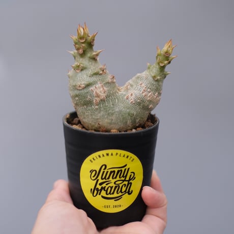 パキポディウムウィンゾリー | STORES