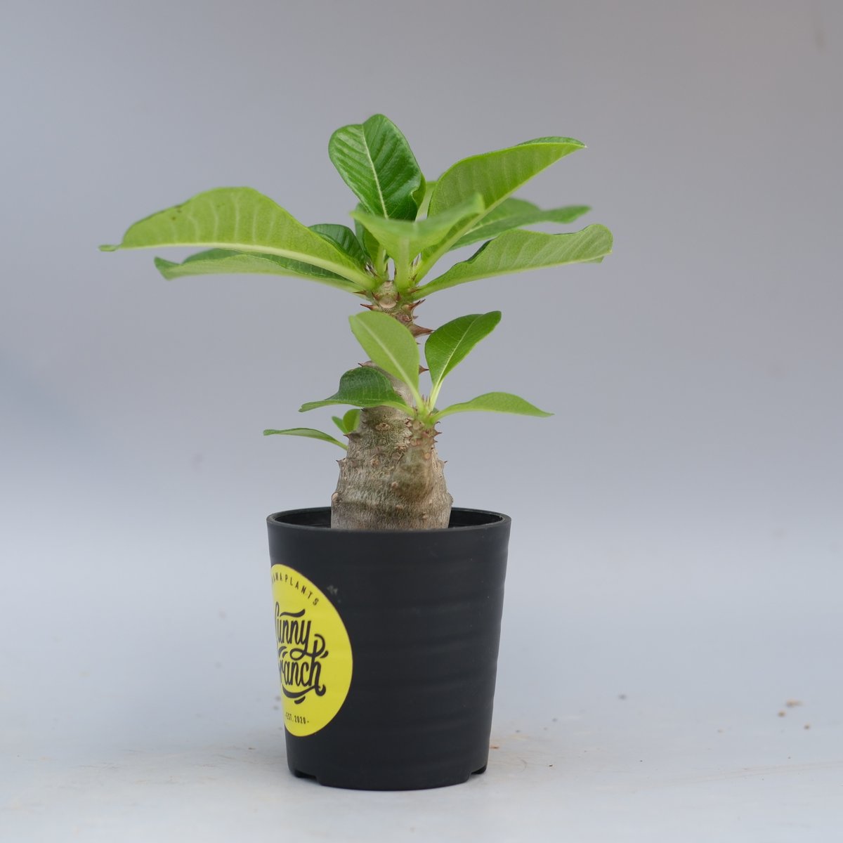 パキポディウム ウィンゾリー 実生株 057 Pachypodium windsorii |