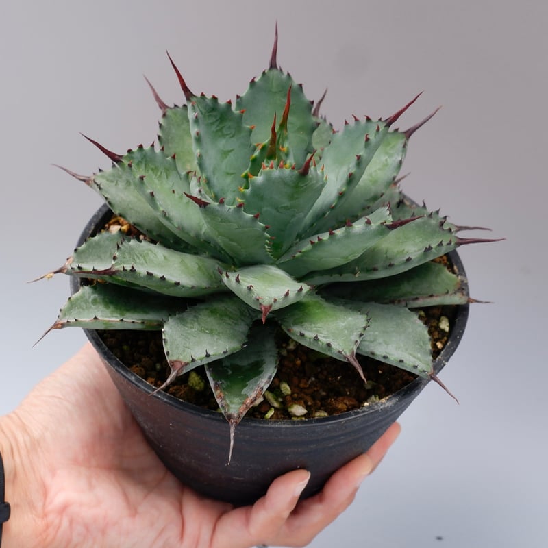 曲刺八雷（八荒殿×雷神 Agave macroacantha × potatorum）八荒雷神