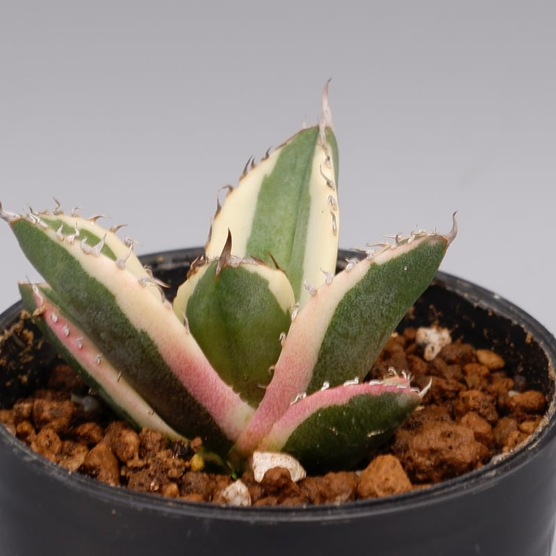 アガベ チタノタ スナグルトゥース Agave titanota Snaggle Tooth