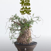 青坊主3周年記念グラ専鉢【VALIEM別注】 | 青坊主-aobouzu- | 塊根植物