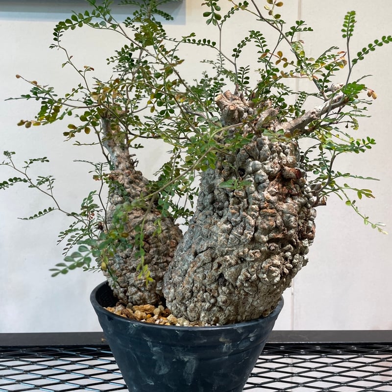 オペルクリカリア・パキプス 多頭株 | R_Plants.ONLINE