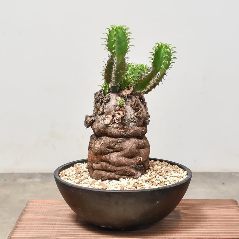 ユーフォルビア ムランジーナ 【発根済み】RF231971(T) | RAFLUM