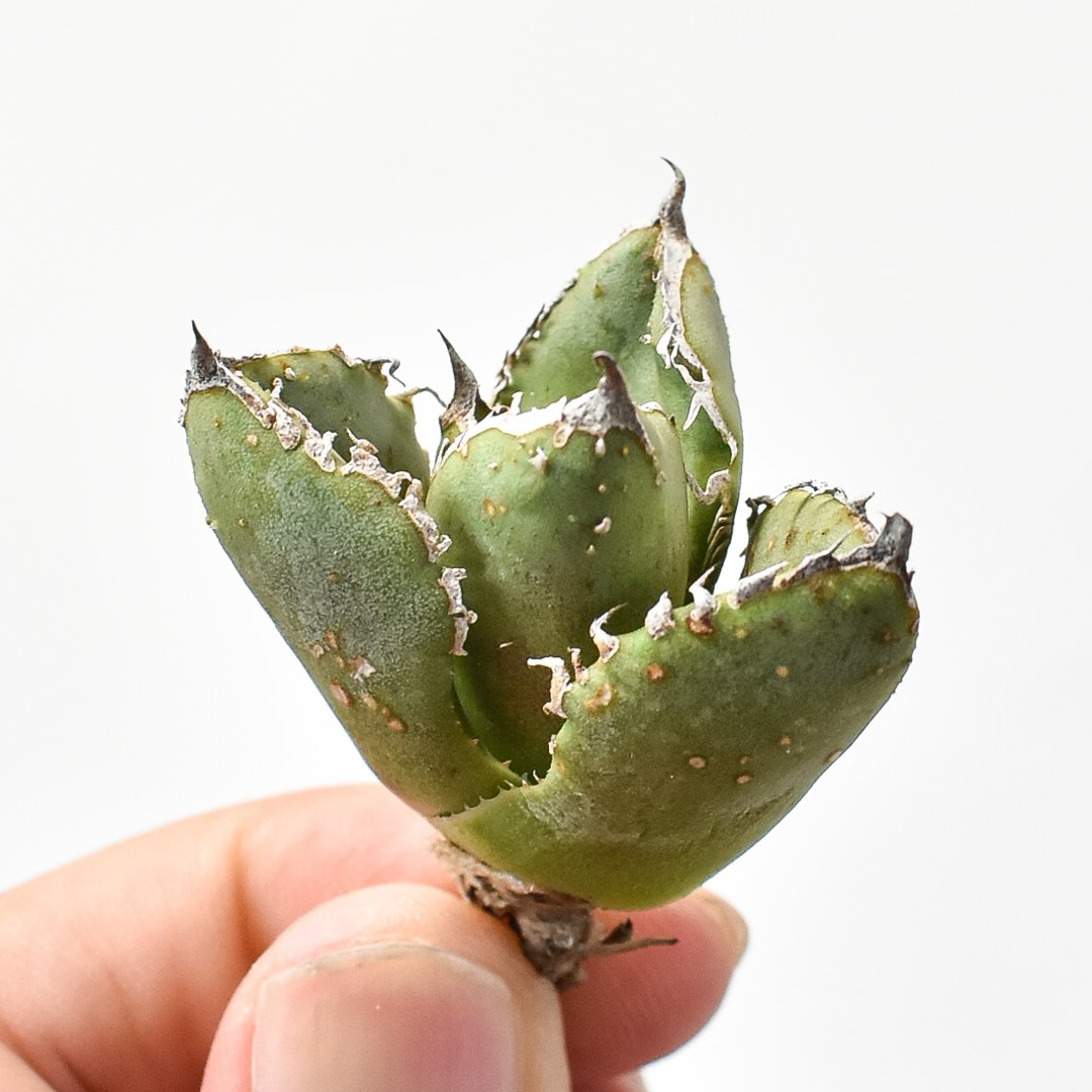 lize産 アガベ チタノタ 麻花龍 子株 発根済 RAFLUM特選】アガベ