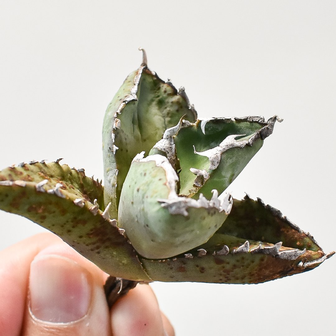 アガベ チタノタ 