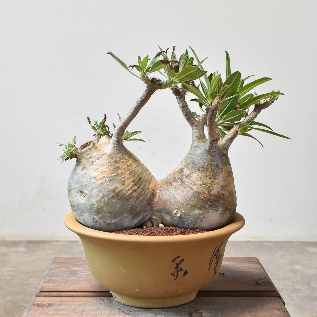 RAFLUMコレクション】パキポディウム グラキリス 