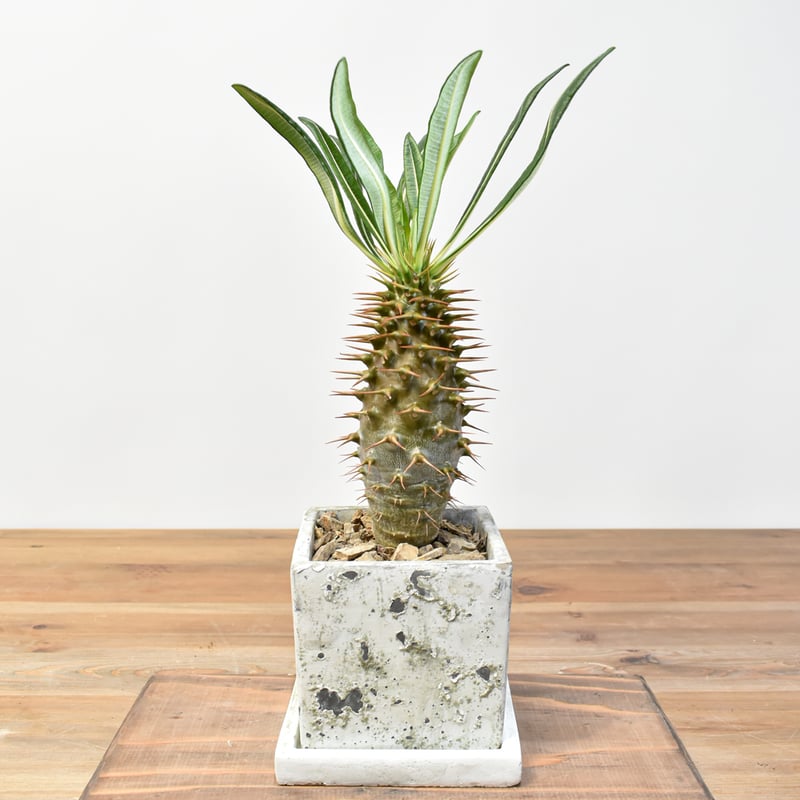 パキポディウム アンボンゲンセ【実生】RFHK25011165(T) | RAFLUM / ラ