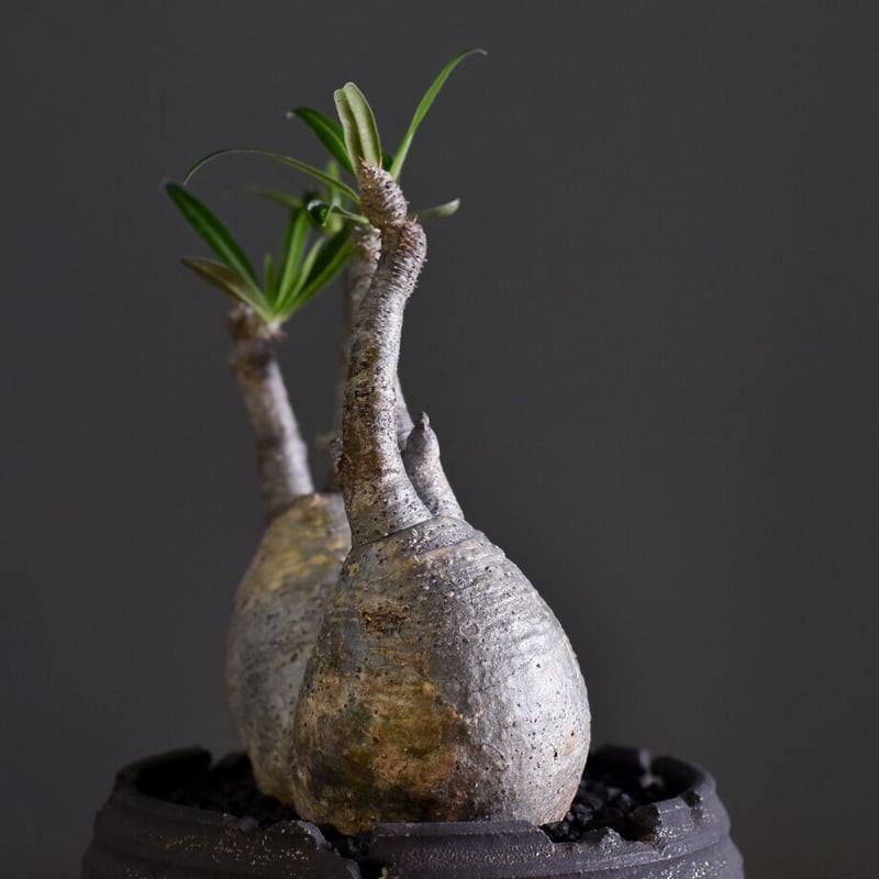 パキポディウム グラキリス二頭【イチ押し！パキポディウム系の人気者