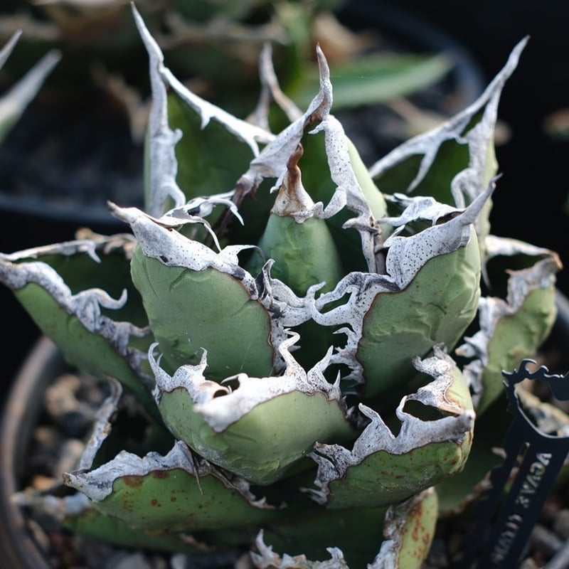 アガベ チタノタ 