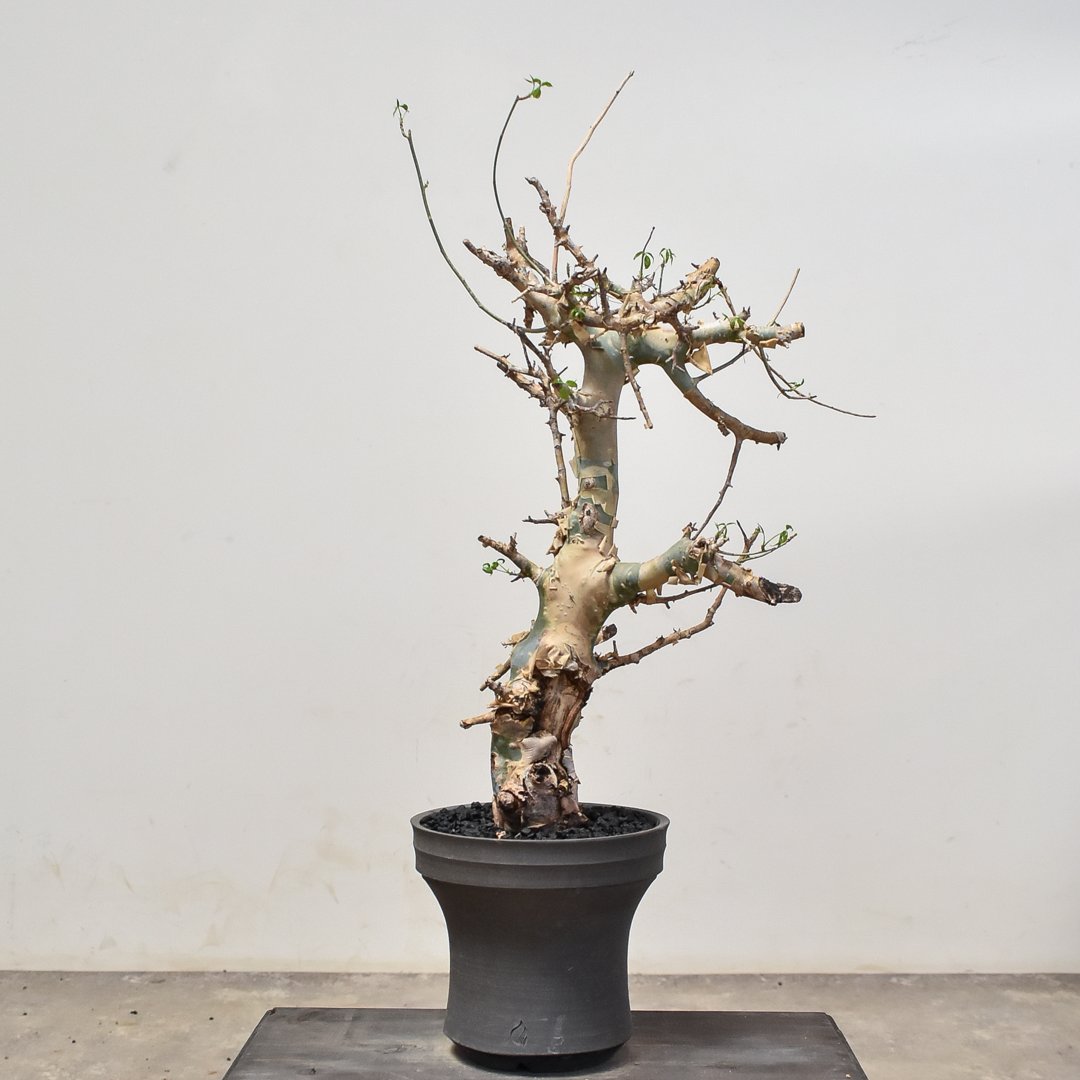 コミフォラ カタフ（ターカネンシス）（発根済み）RF22785 | RAFLUM