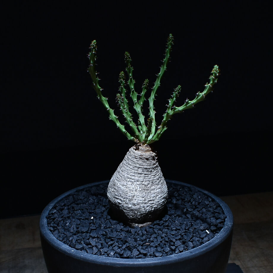 ユーフォルビア デシドゥア 