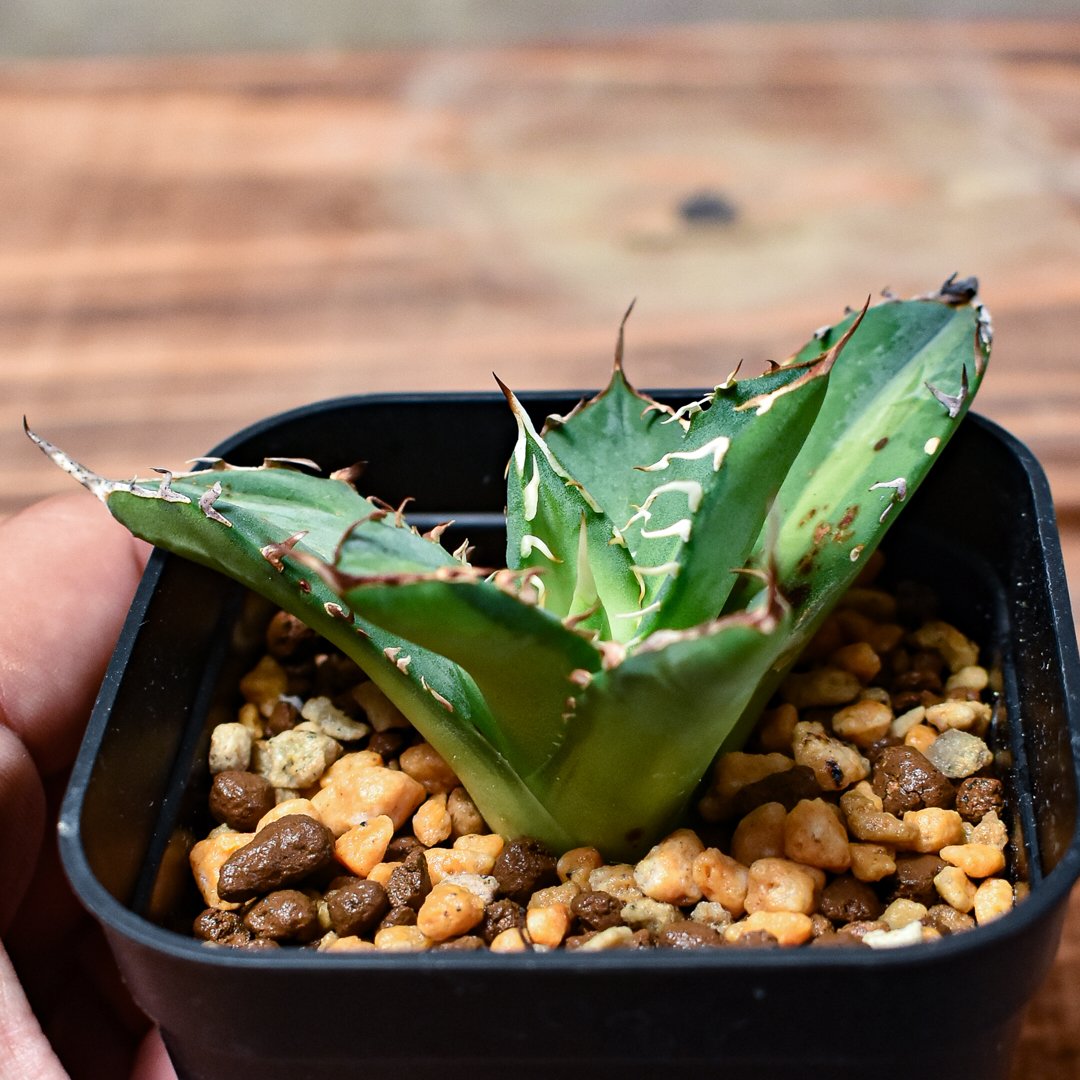 レア株】アガベ チタノタ 