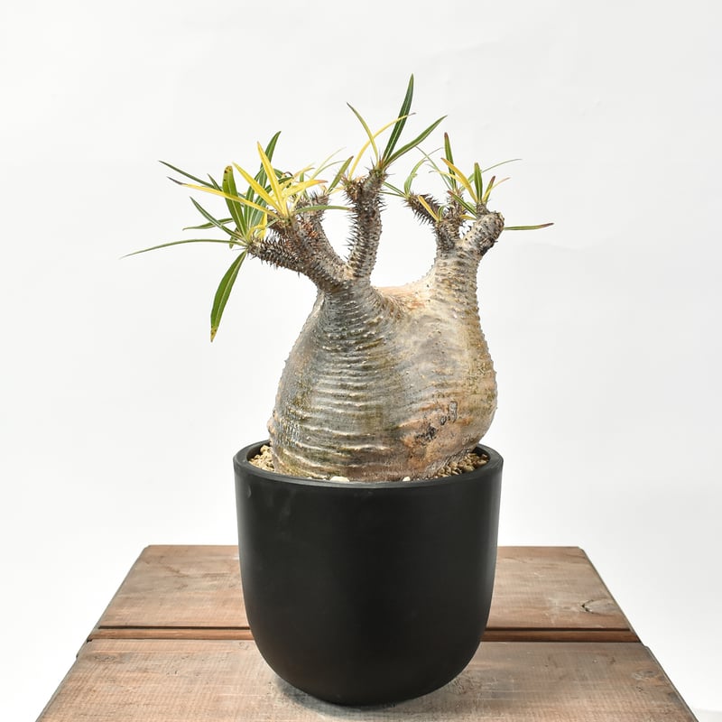 パキポディウム グラキリス 【現地球/発根済み】HK2402614 | RAFLUM