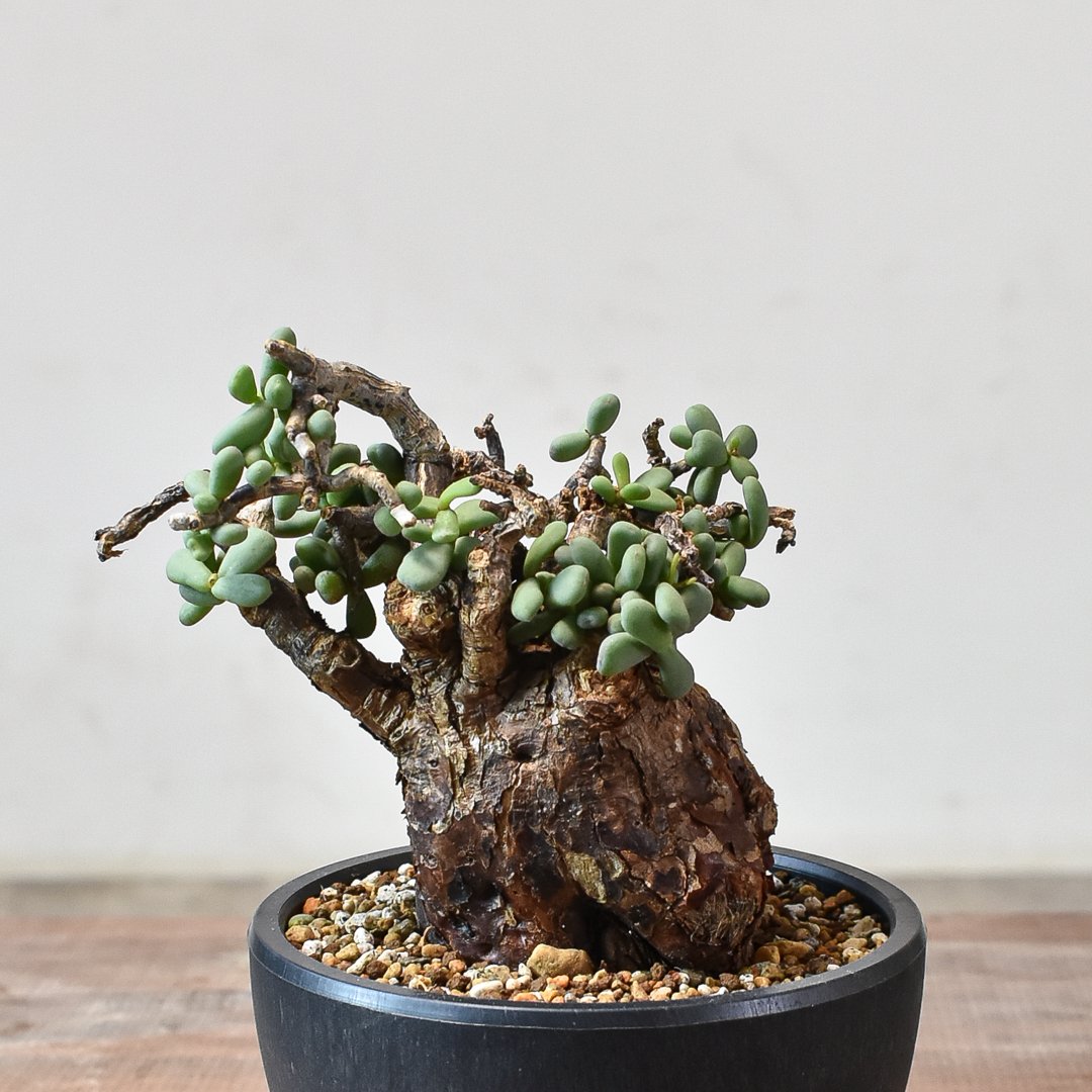 ケラリア ピグマエア 【発根済】R | RAFLUM / ラフラム｜東京、大阪の