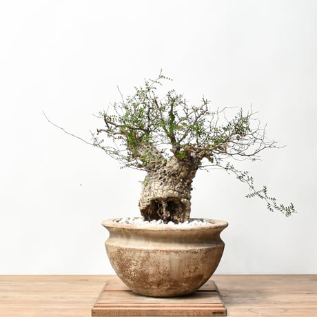 CATEGORY 塊根植物 | RAFLUM / ラフラム｜東京、大阪の塊根植物