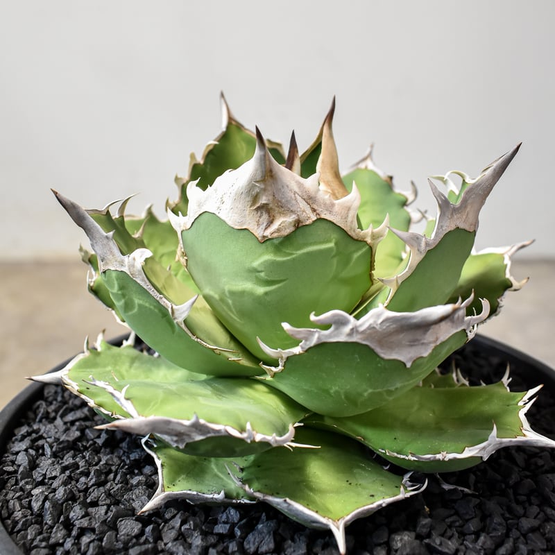 RAFLUMコレクション】アガベ チタノタ 