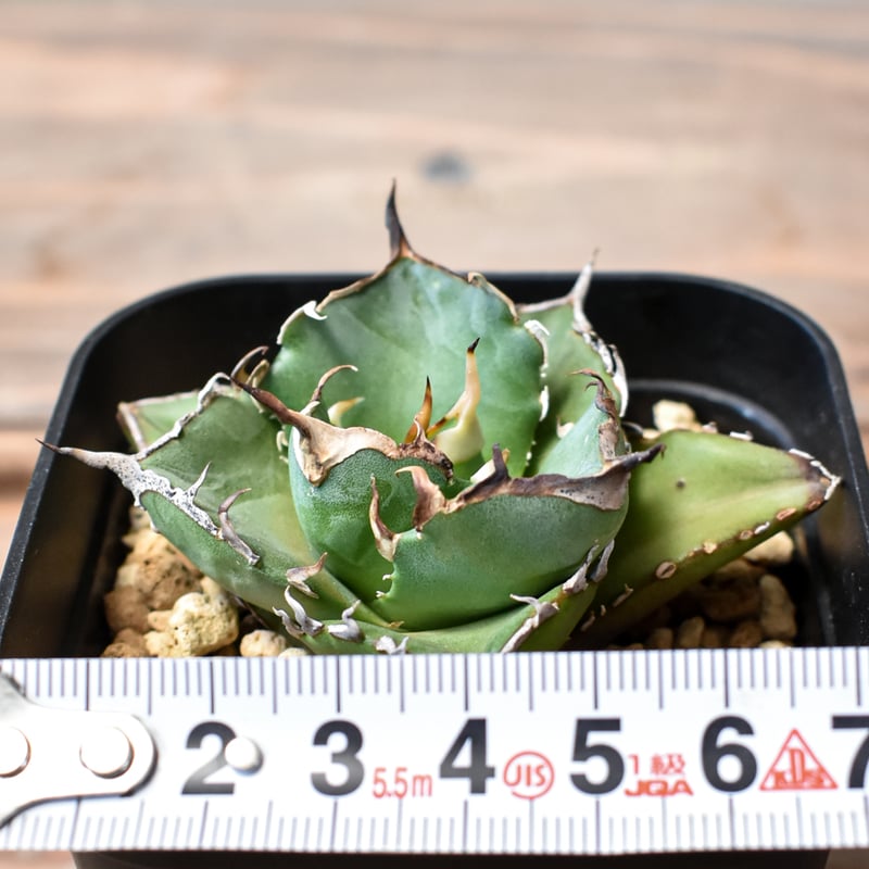 アガベ チタノタ ハデス / 黒帝斯、恐竜牙歯 【台湾 dragon agave産/TC