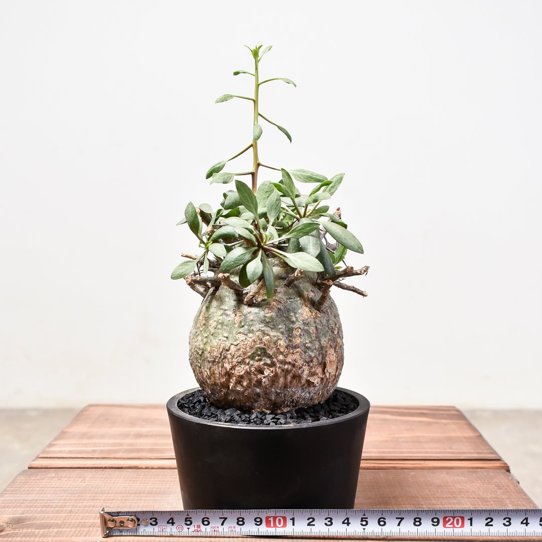 フォークイエリア コルムナリス 