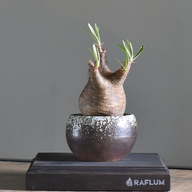 パキポディウム グラキリス【こんもりとした良型！イチ押しの株を是非