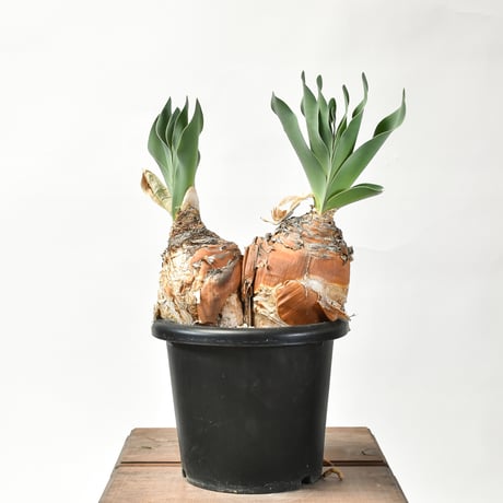 CATEGORY ハエマンソイデス | RAFLUM / ラフラム｜東京、大阪の塊根