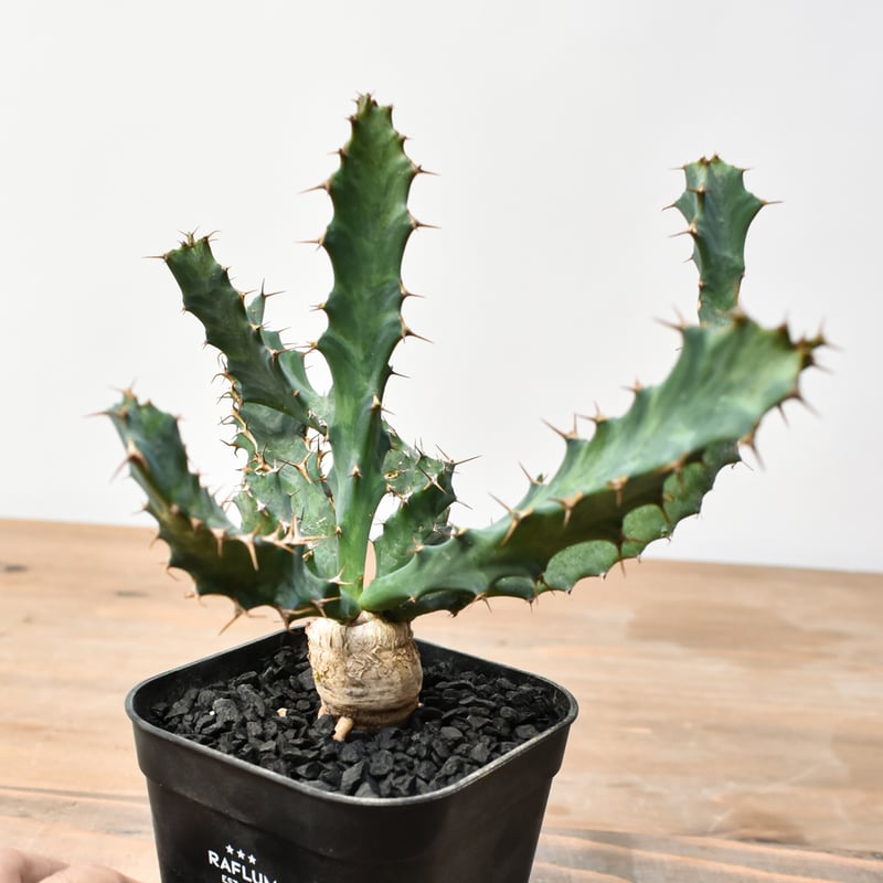 ユーフォルビア クラビゲラ【実生】 RFHK25011506 | RAFLUM / ラフラム
