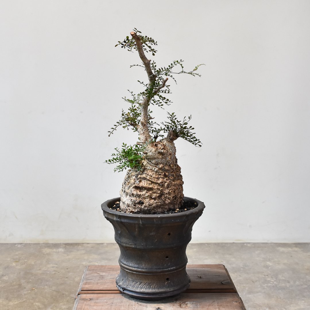 RAFLUMコレクション】オペルクリカリア パキプス 【現地球/発根済み