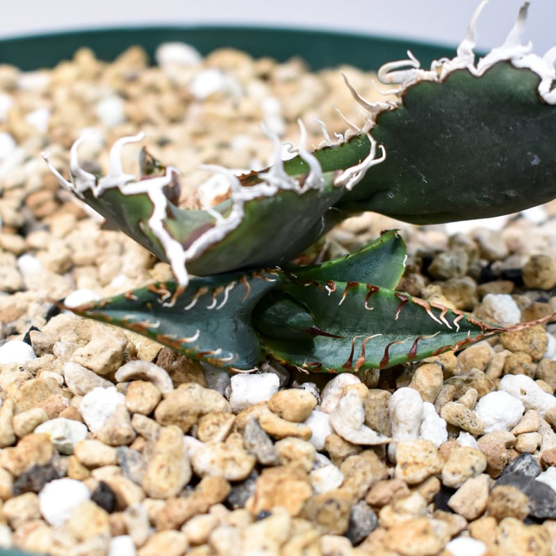 RAFLUMコレクション】アガベ チタノタ 