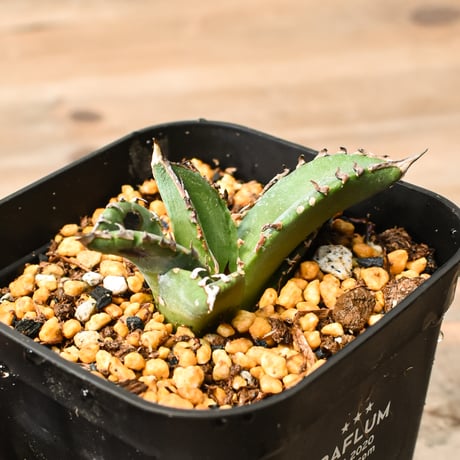 CATEGORY アガベ チタノタ 皇冠 | RAFLUM / ラフラム｜東京、大阪の