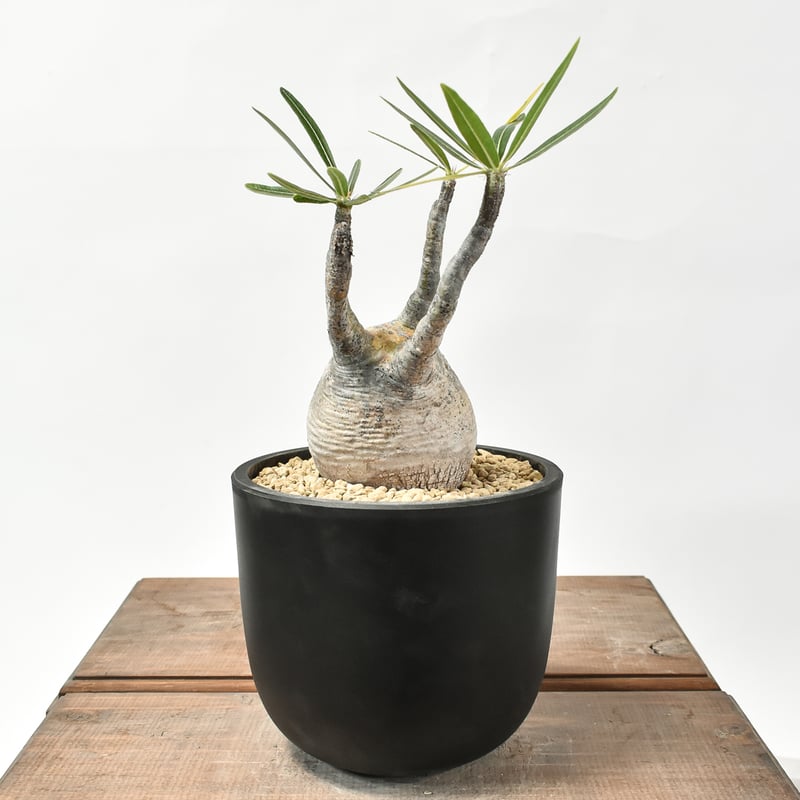 パキポディウム グラキリス 【現地球/発根済み】HK2402615 | RAFLUM