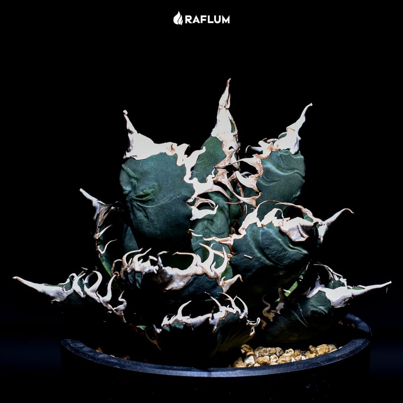 RAFLUMコレクション】アガベ チタノタ 