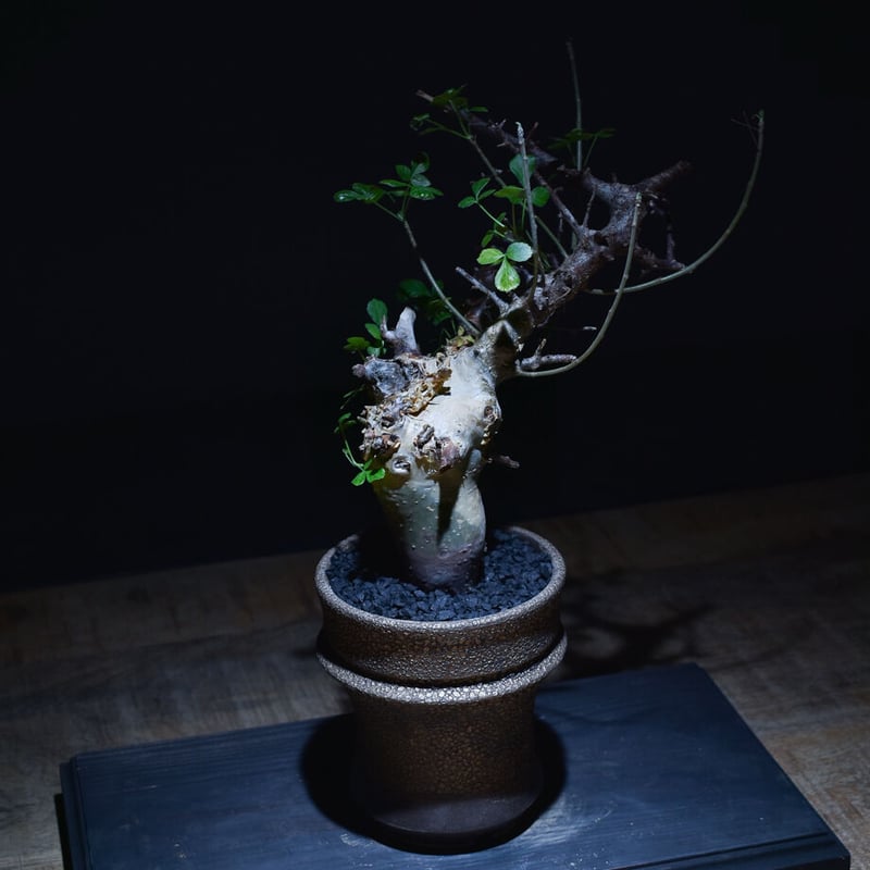 コミフォラ カタフ（ターカネンシス）（発根済み）RF22649 | RAFLUM