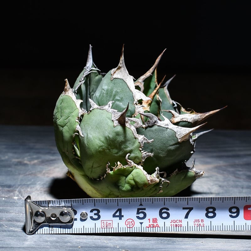 アガベ チタノタ 白鯨 ボールタイプの超良型株 (抜き苗販売) type B