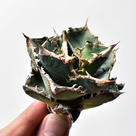 アガベ清櫻 | STORES