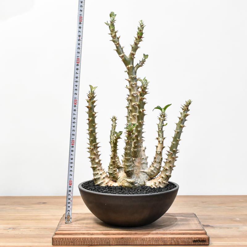 RAFLUMコレクション】パキポディウム ウィンゾリー 