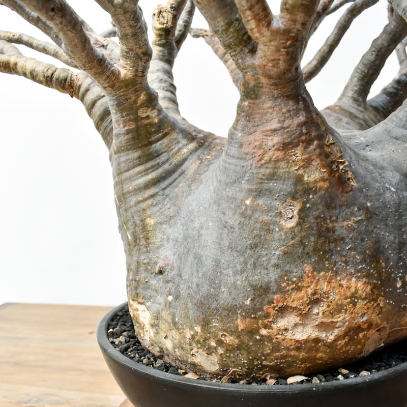 RAFLUMコレクション】パキポディウム グラキリス 