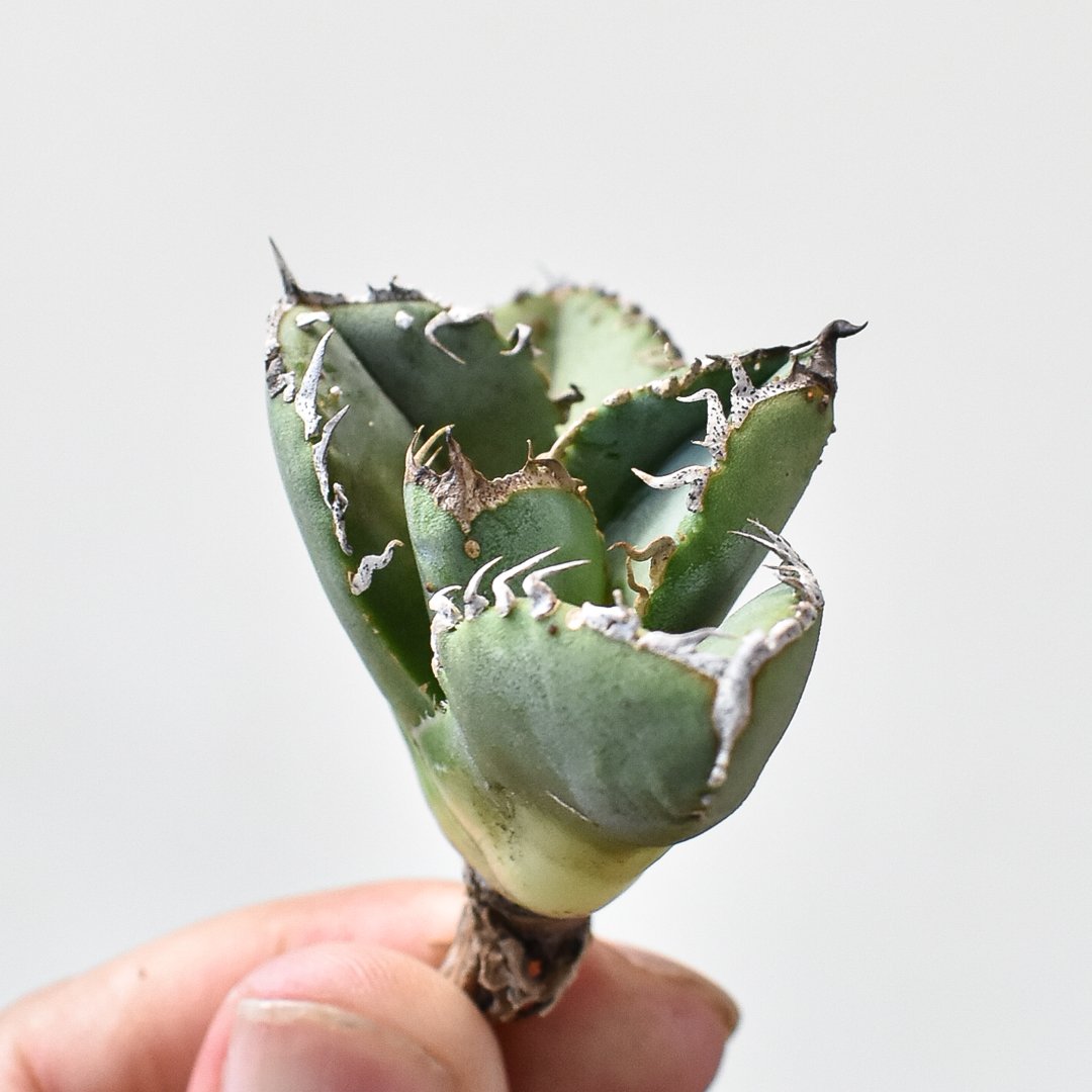 RAFLUM特選】アガベ チタノタ 麻花龍 【台湾 berlin産/子株/抜き苗】A