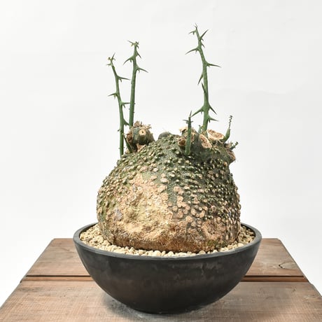 CATEGORY アデニア | RAFLUM / ラフラム｜東京、大阪の塊根植物