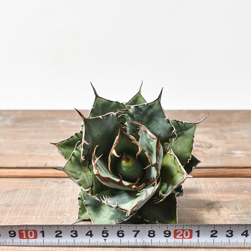 国内実生最高峰】アガベ オテロイ【OSPセレクト株 / 抜き苗 / 実生】12