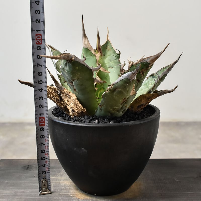 アガベ オアハカ 