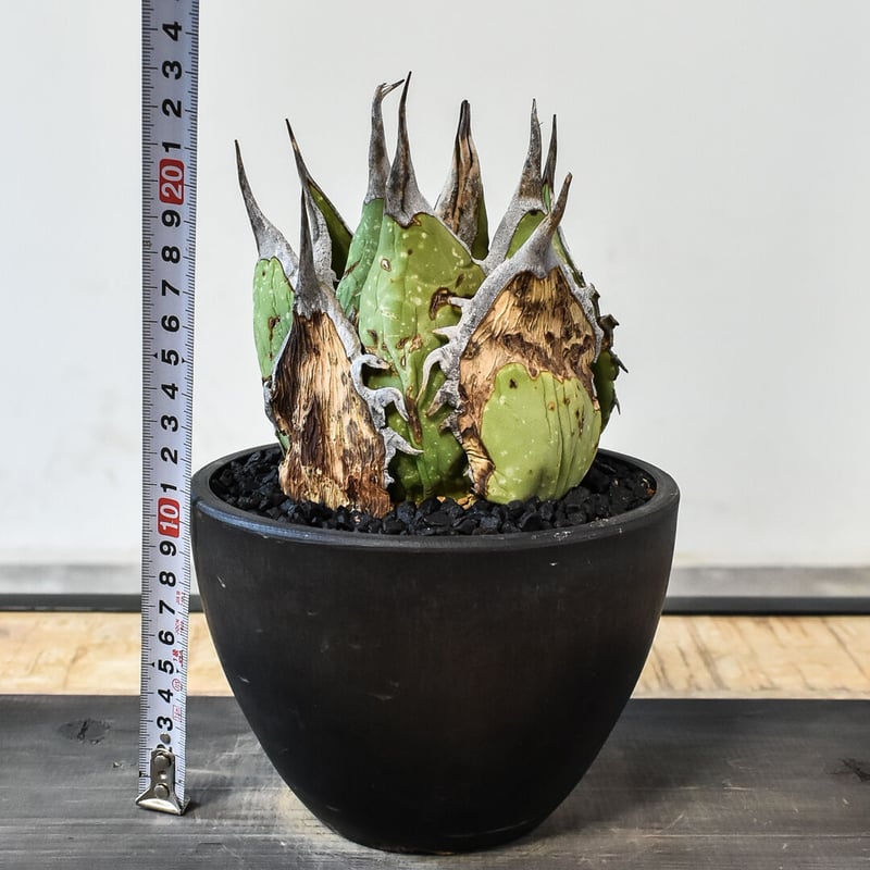 アガベ オアハカ 