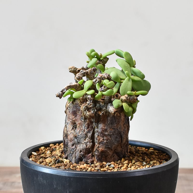 ケラリア ピグマエア 【発根済】L GM2402441(T) | RAFLUM / ラフラム｜