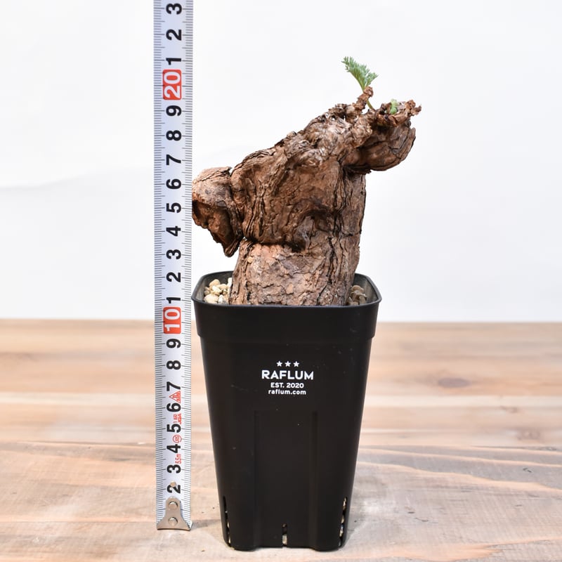 ペラルゴニウム トリステ 【発根済】B | RAFLUM / ラフラム｜東京